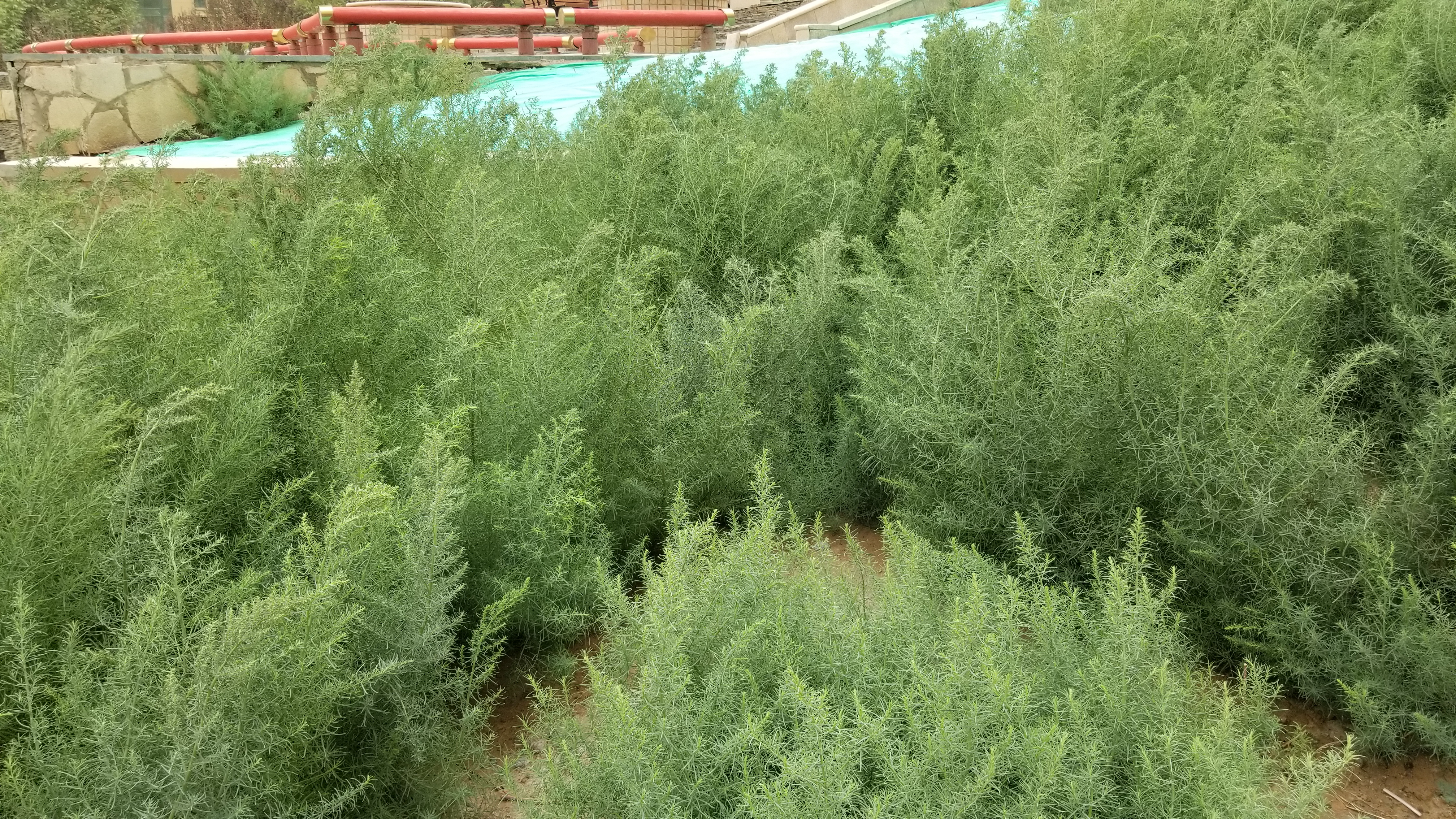 碱蓬俗称什么,植物碱蓬