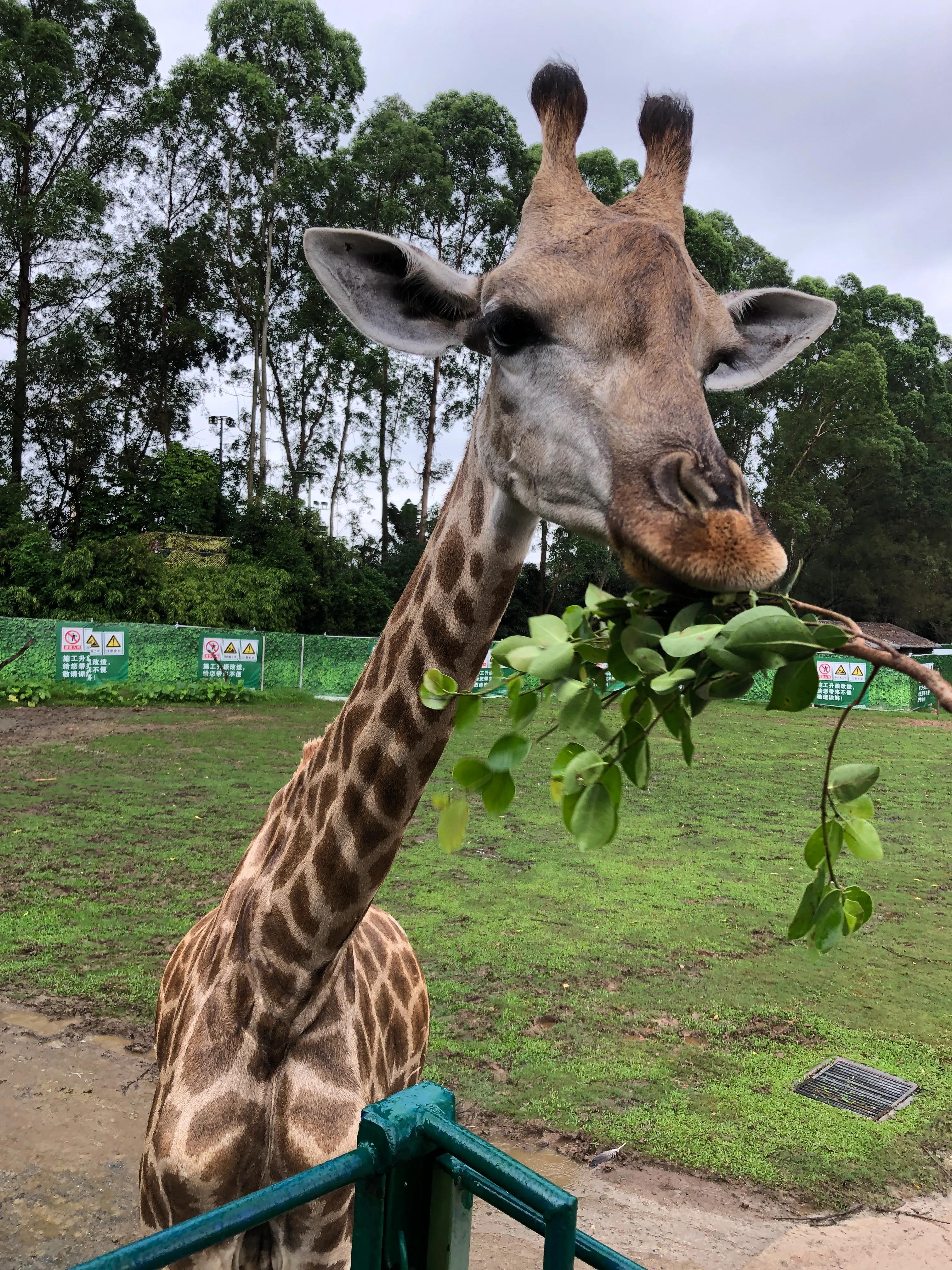 长隆野生动物园有什么独特之处,长隆野生动物园动物讲解视频