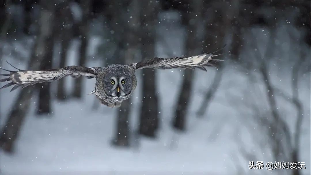 这几部口碑爆棚的宝藏纪录片,国庆孩子必看的8部神级纪录片