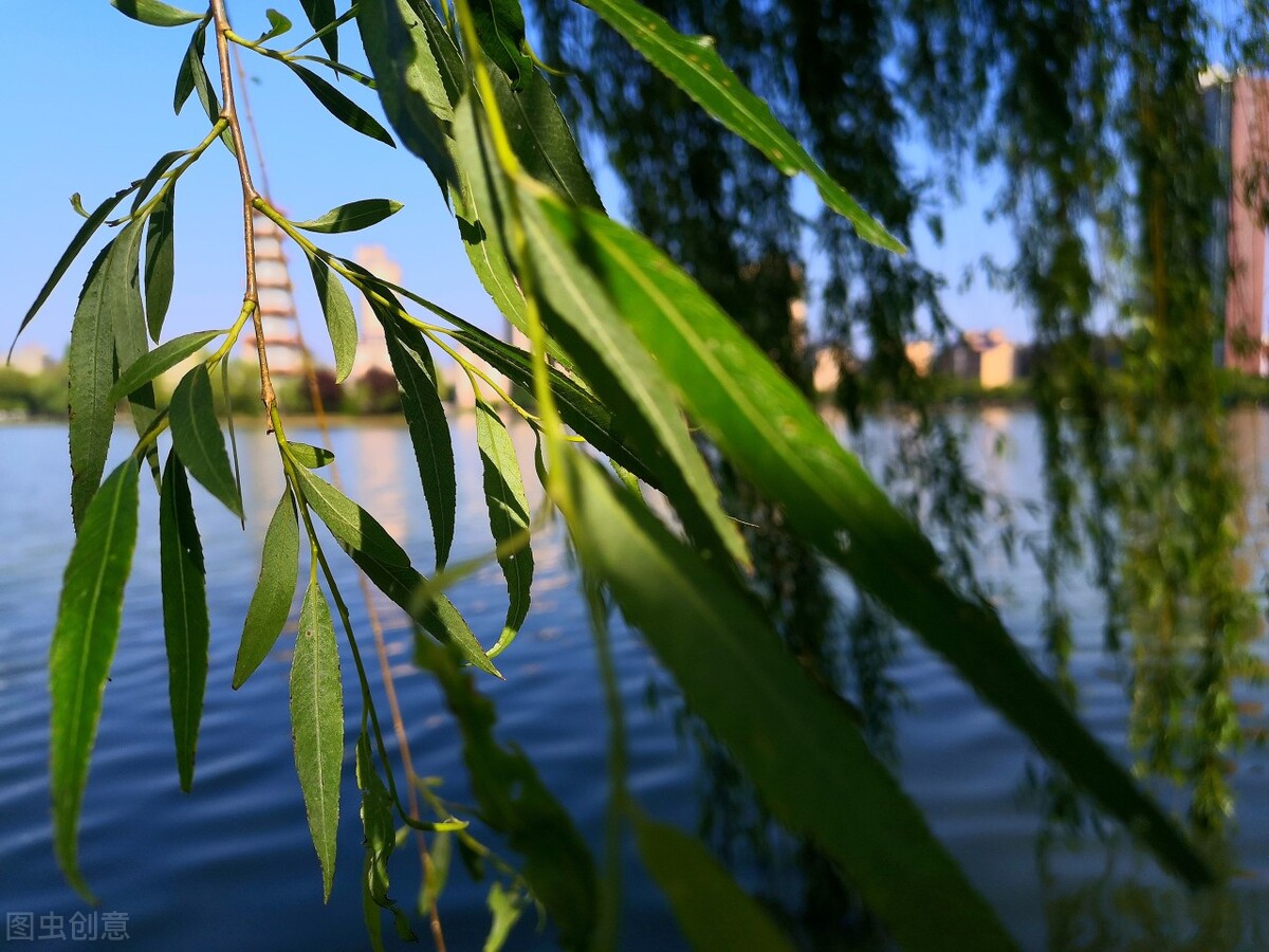 风吹杨柳万千条选段,风吹杨柳万千条指什么生肖
