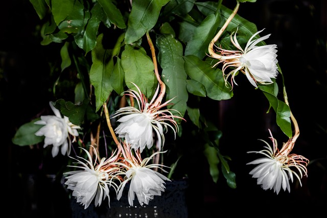 长篇励志小说《活在长冬也美丽》第十章做“鸡”