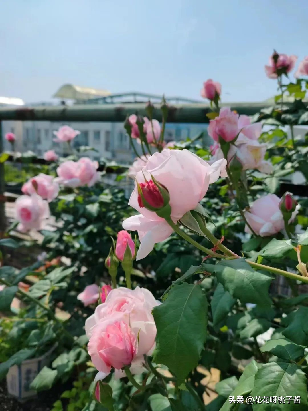 花期特别短暂开放好看的粉色月季,粉色可爱融化你的少女心月季