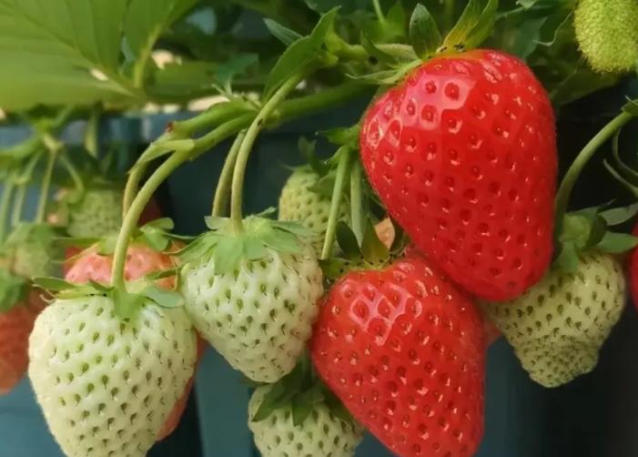 春季儿童适合吃什么水果,春季吃这8种碱性菜