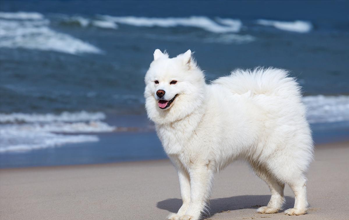 养狗首选这7种狗不贵又好养,新人养狗首选什么狗