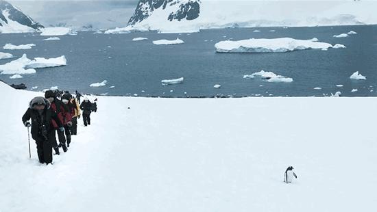 我在南极养企鹅,我在南极的日子