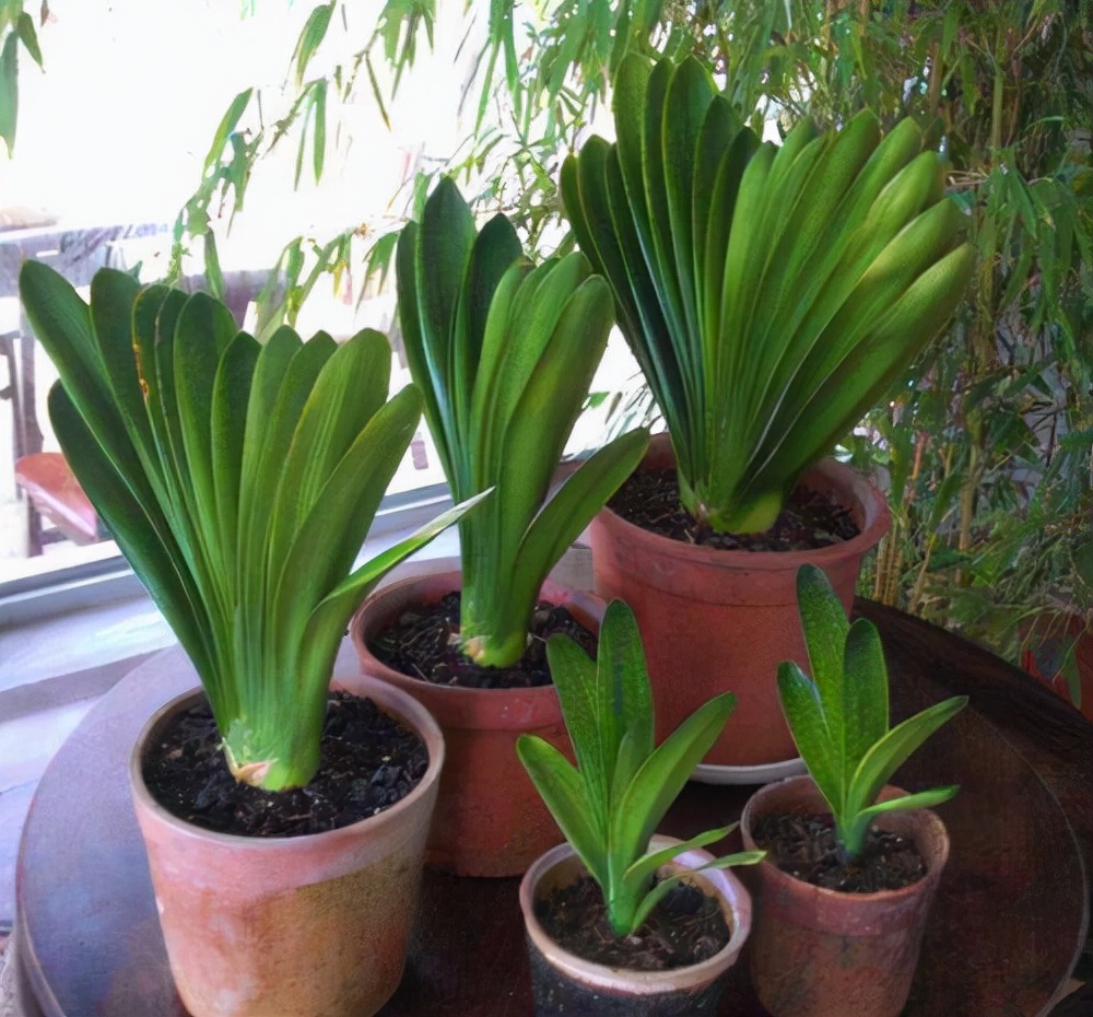 君子兰怎么养才能长得快又茂盛,君子兰怎样才能养出精品