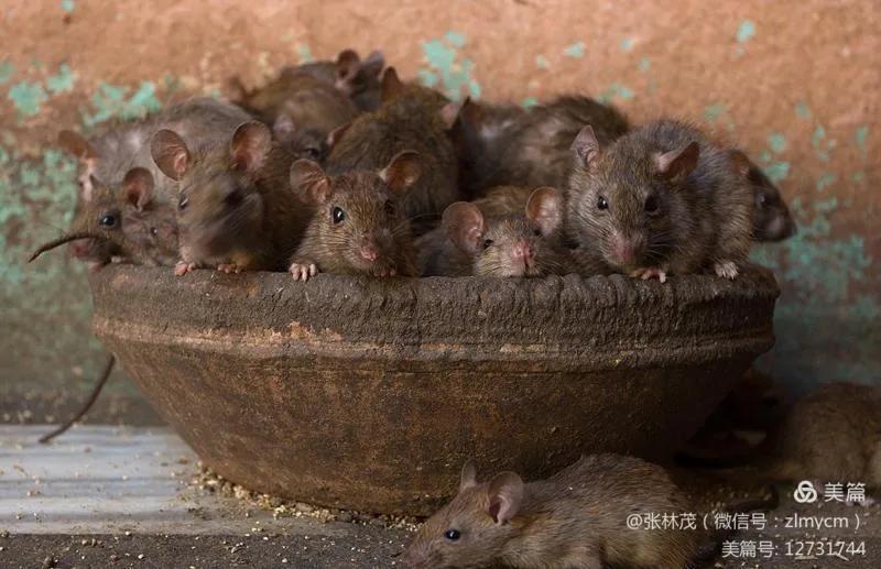 幼鼠被猎杀,灭鼠反被杀