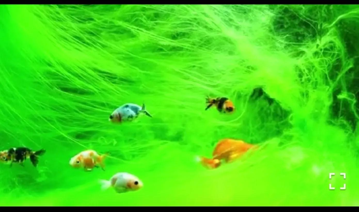 饲养金鱼的纯天然帮手——绿苔