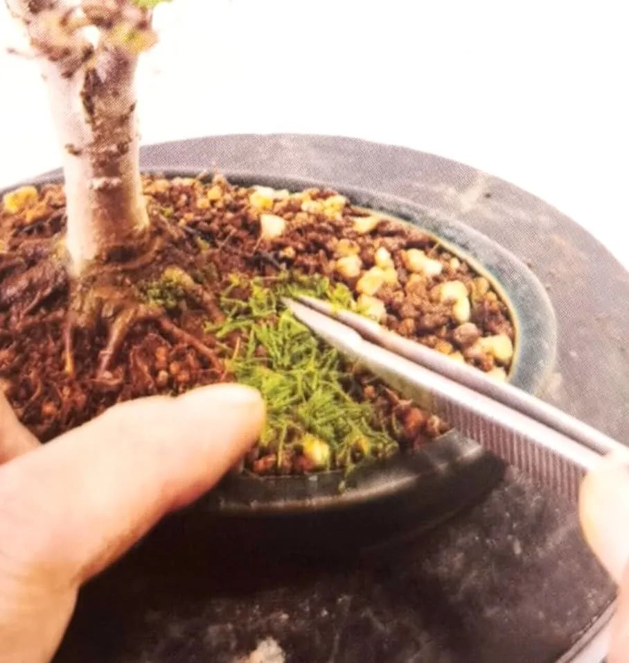 苔藓盆景怎么养水苔,苔藓盆景的养殖方法解答