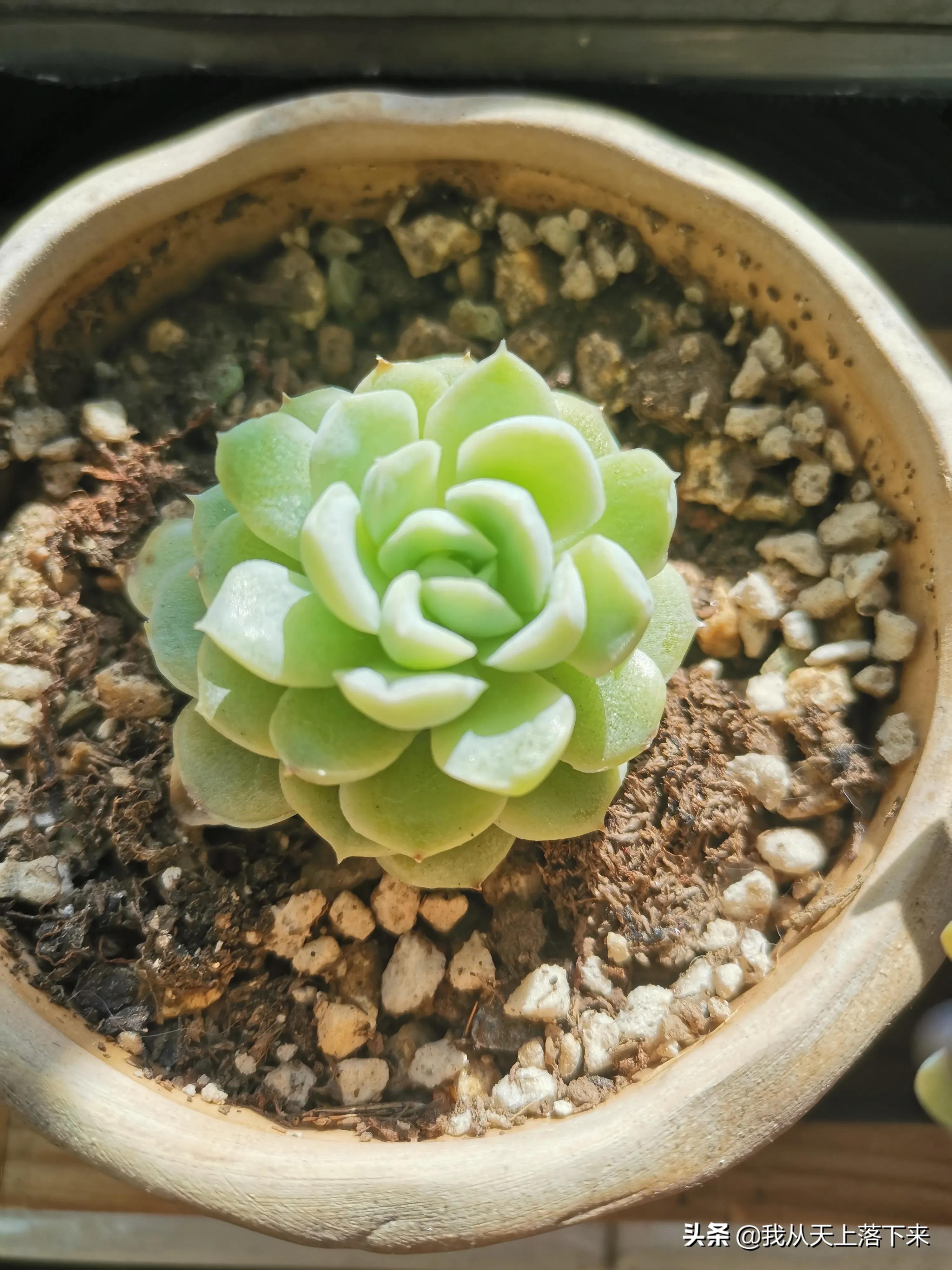 多肉品种及图片大全欣赏,多肉品种辨别图片大全欣赏