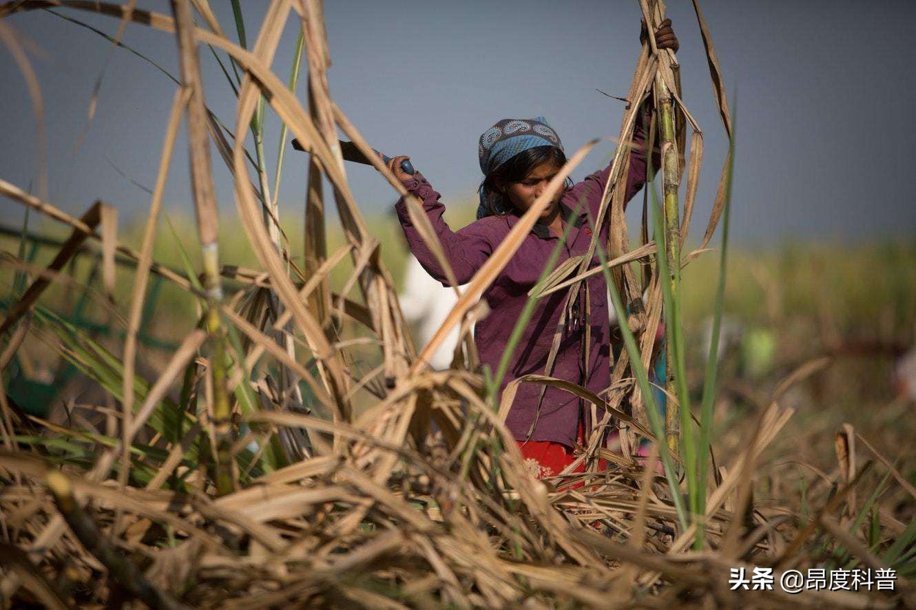 印度无子宫妇女村,印度为怀孕6个月女子剖腹