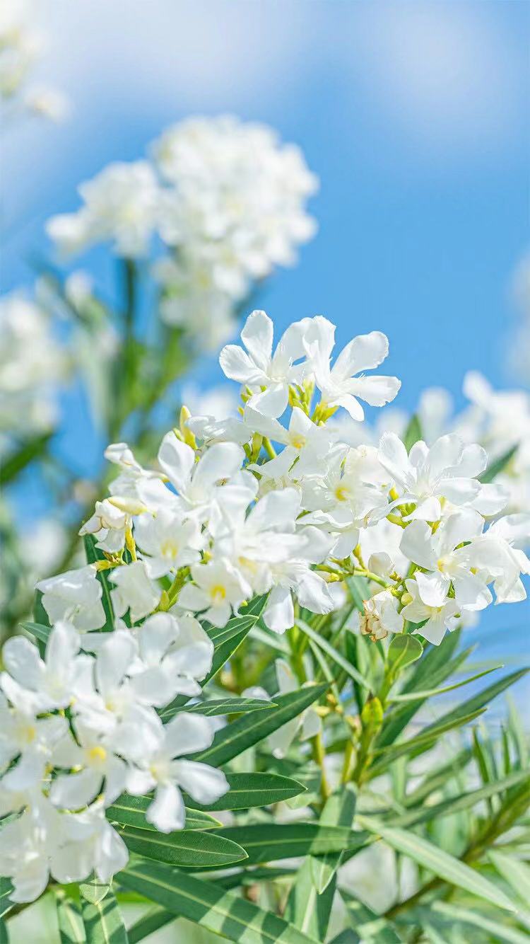 手机壁纸主屏锁屏壁纸套图,苹果壁纸套图主屏加锁屏