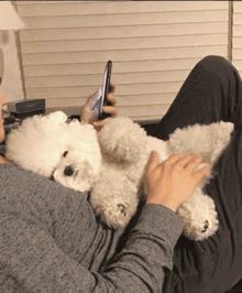 适合家养的狗小型犬温顺,杀伤性大性格温顺的狗有哪些