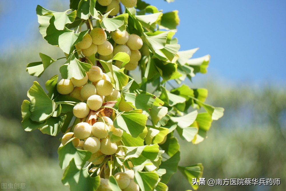 中药麻黄白果治疗哮喘效果如何,白果治支气管哮喘该怎么吃