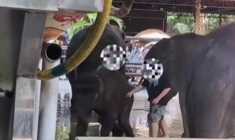 辟谣公园里小象遭针扎,景区回应骆驼遭棒打求饶