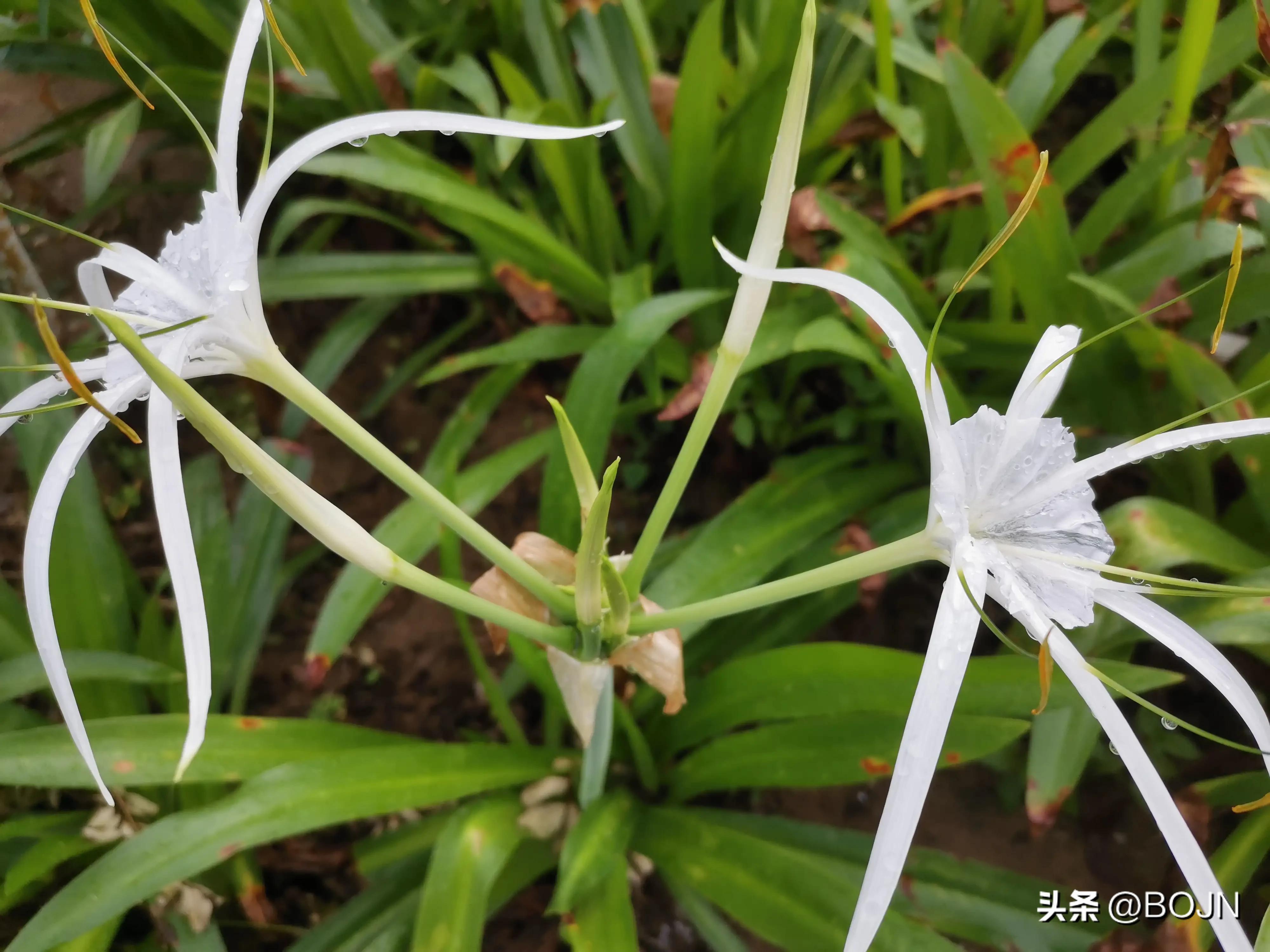 你能认出几种花来,大家能猜出什么花