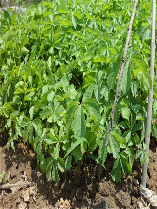 爬山虎种子要泡水吗,爬山虎种子需要浸泡多久