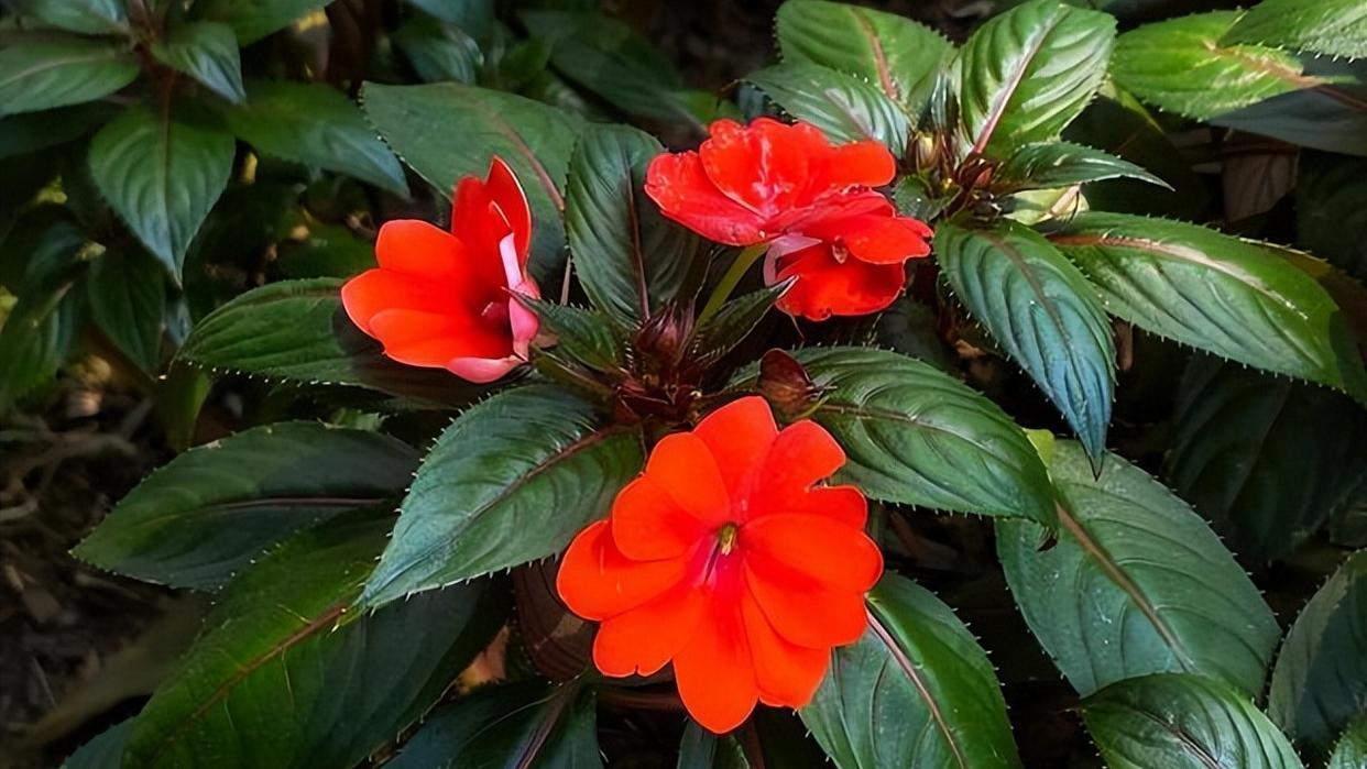 看看花市最受欢迎的6种花,这5种花再好看也别乱养