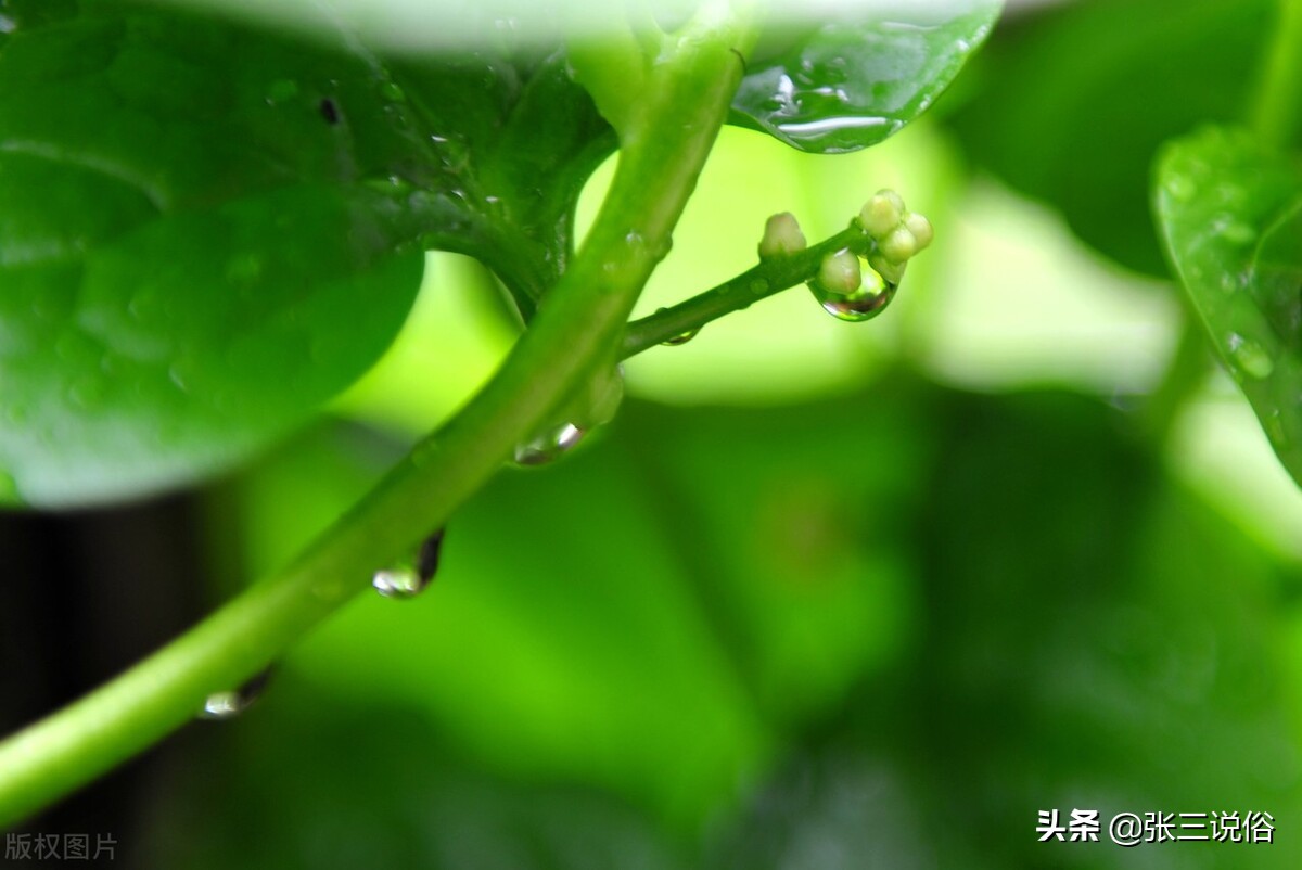 大暑当天下雨比晴天好吗,大暑下雨天有什么变化