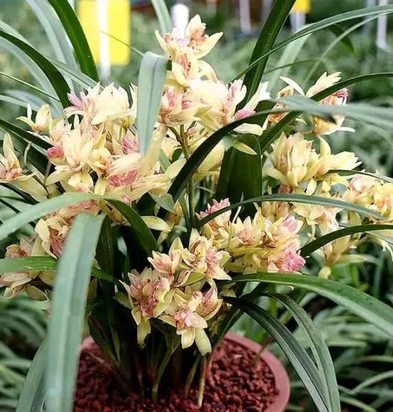 兰花品种大全四川,兰花品种鉴别方法