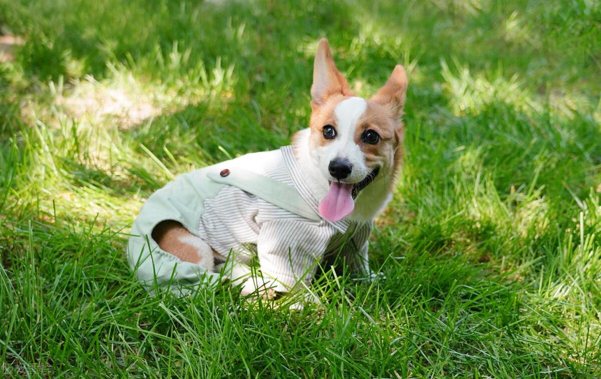 2022鑲栫嫍娴佸勾杩愮▼,2023鑲栫嫍娴佸勾杩愮▼