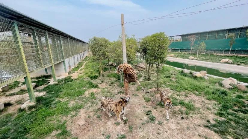 西安周边游之富平中华郡,西安亲子游玩萌宠好去处