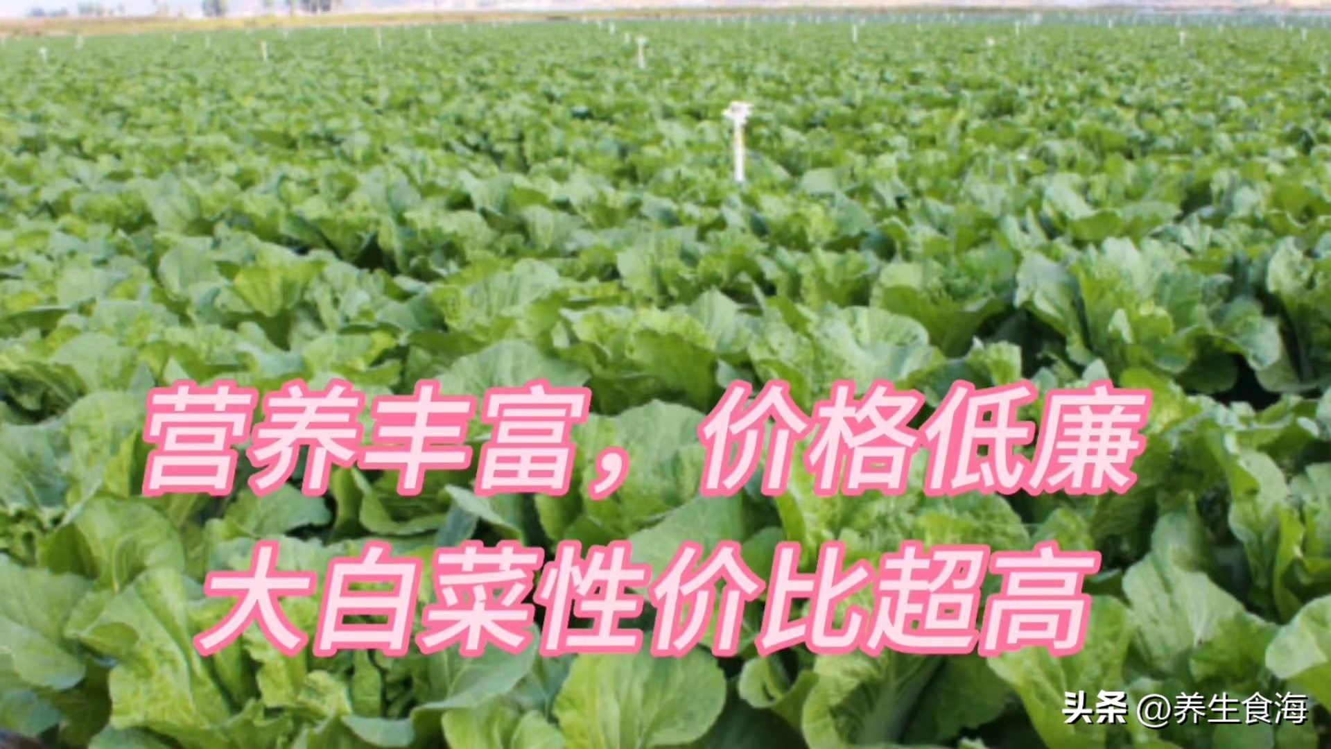 大白菜是性价比之王营养价值高,大白菜高品质精选