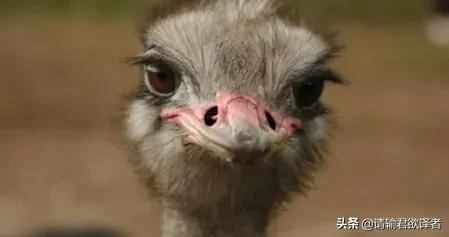 海底知识大全关于动物和植物,我们了解到了很多动物的知识