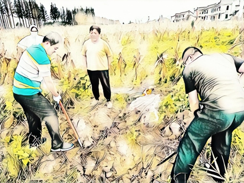 补充耕地项目跟踪审计,耕地占补平衡盈利分析