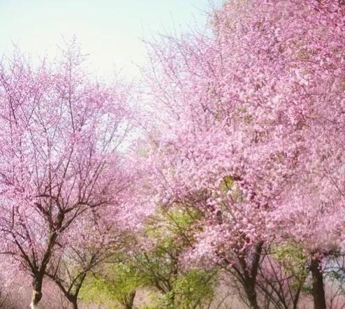 在温暖的春风里与樱花来场约会,赶在春天的末尾赴一场樱花之约