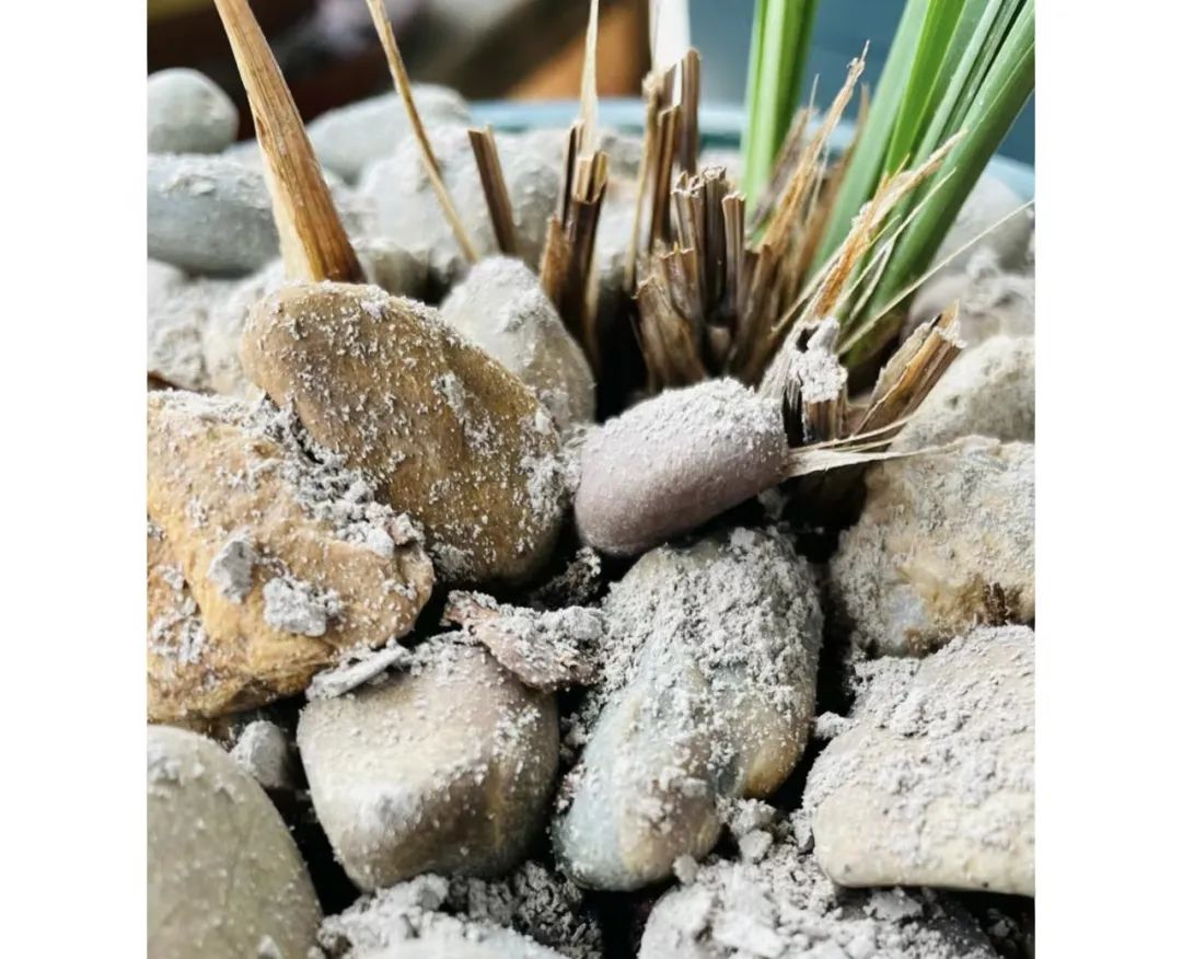 花卉浇水最好用什么水,四种水是万能药