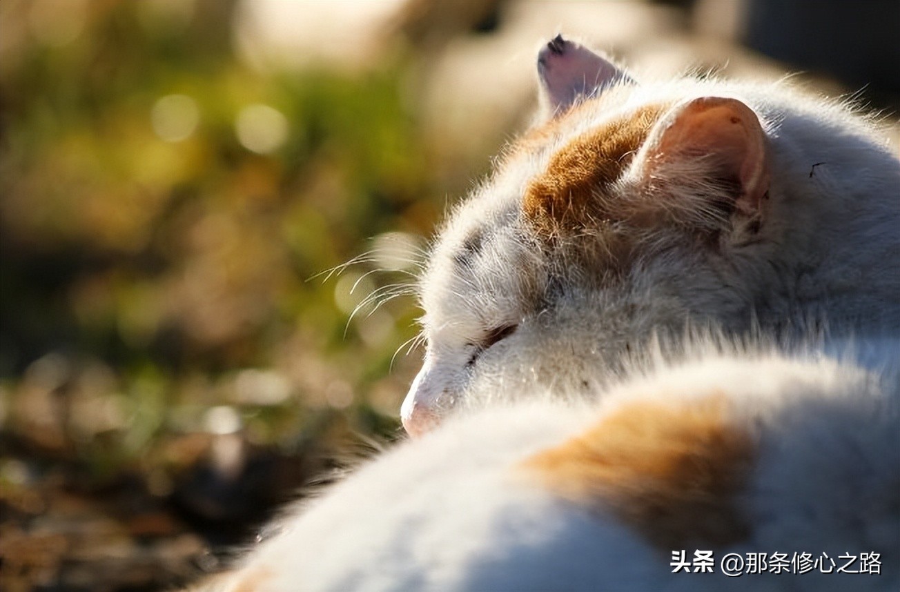 噪音失眠,晚上因为害怕失眠睡不着怎么办