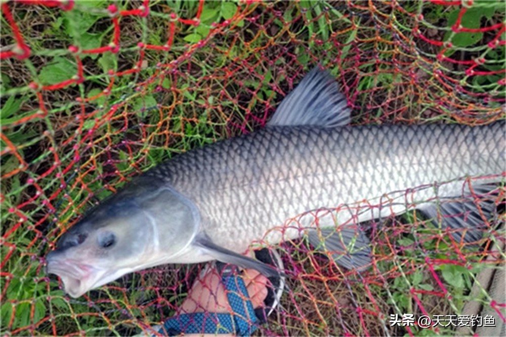 钓中下层的鱼该怎么调漂,钓嘴巴朝下的小鱼怎么调漂