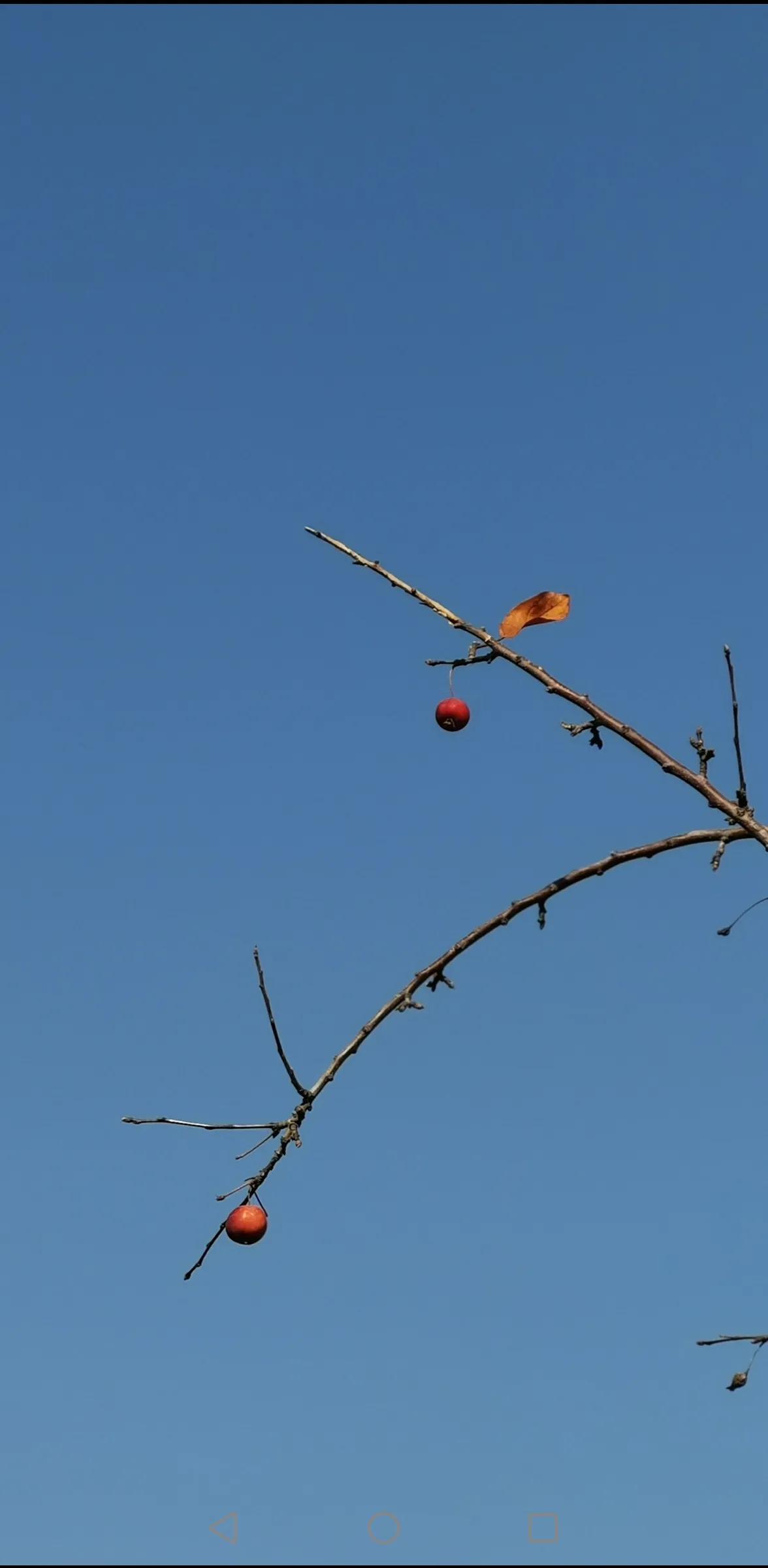 写下冬的伏笔,写下凛冬的绝笔