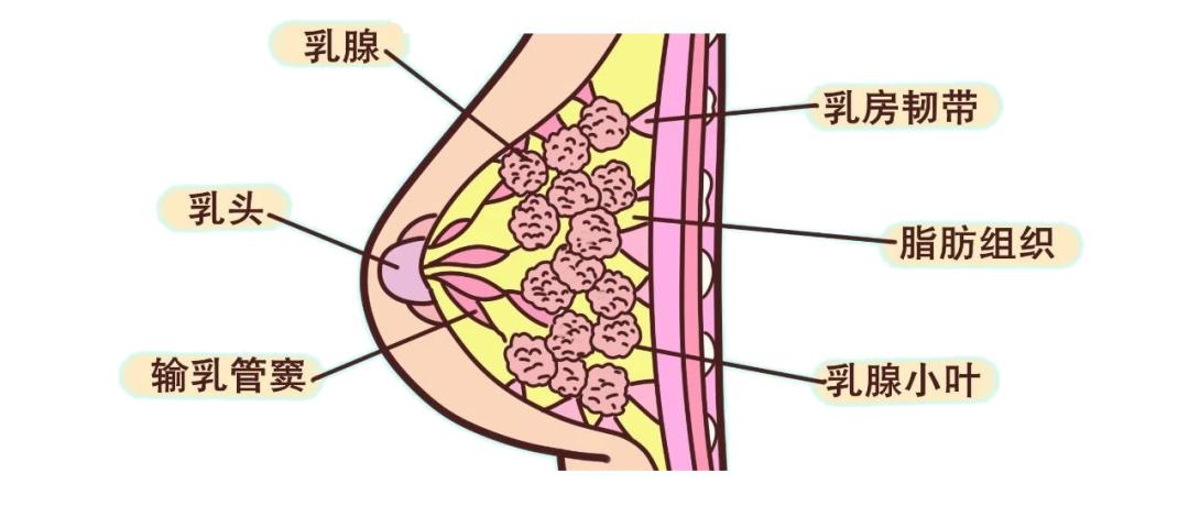 女性的胸部真的重要吗,女性的胸部为什么不能随便挤压