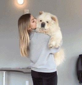 松狮犬白送都不养，太难“驾驭”了