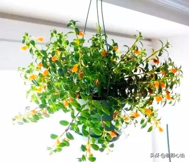 金鱼吊兰小金鱼,金鱼吊兰的生活习性和养护方法