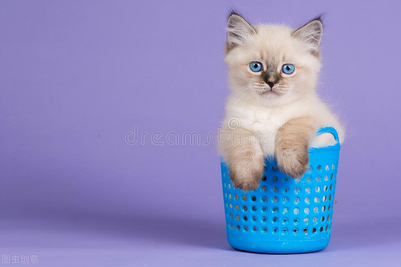 猫咪眼睛的颜色你了解吗？快看看你家主子是那种