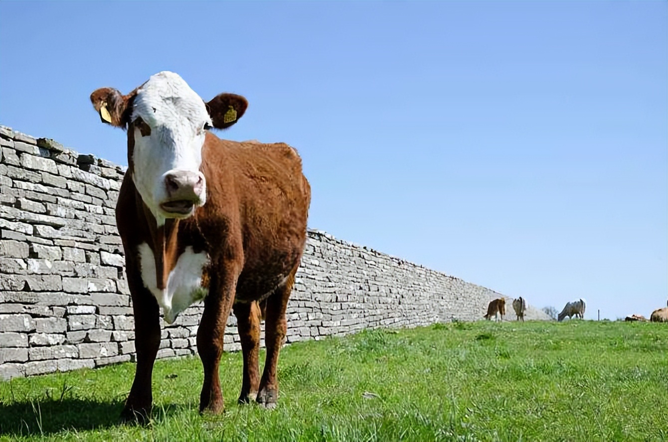 母牛产后后腿发软怎么回事？母牛产后瘫痪怎么办？这几招很管用