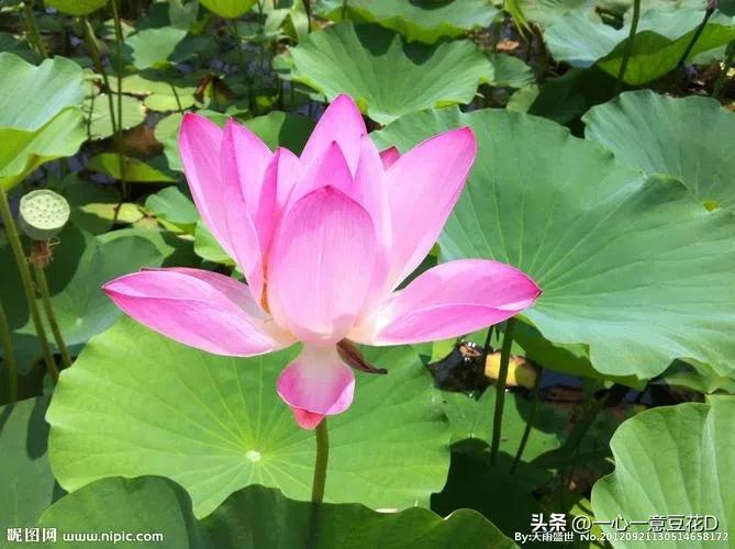 雨中荷塘七言诗,荷塘秋雨七言诗