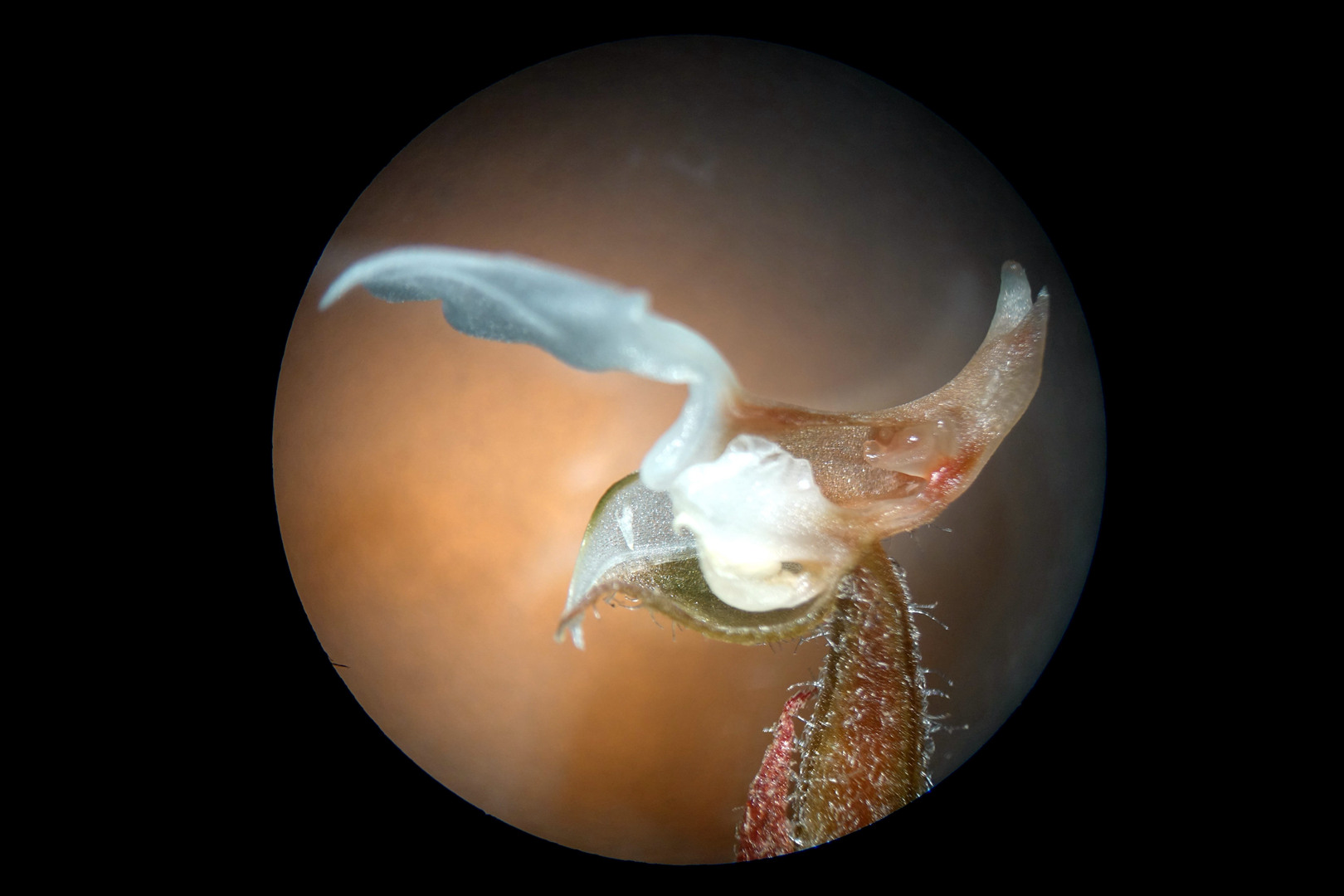 海曙龙观乡深山中首次发现珍稀兰科植物——浙江金线兰