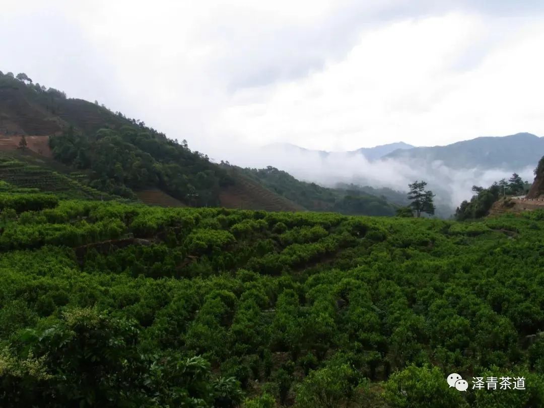 有茶香味的香水排行榜,乌龙茶顶级茶香味有哪些