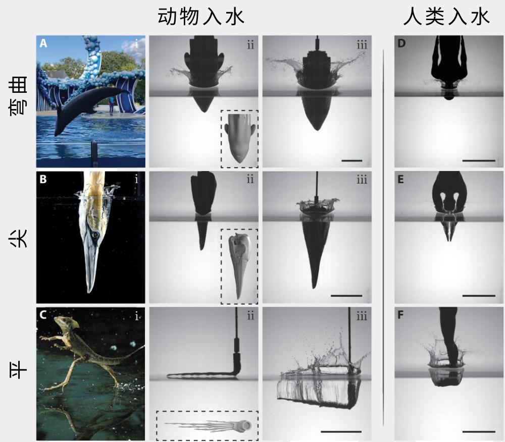 跳水的安全高度,跳水什么姿势最安全