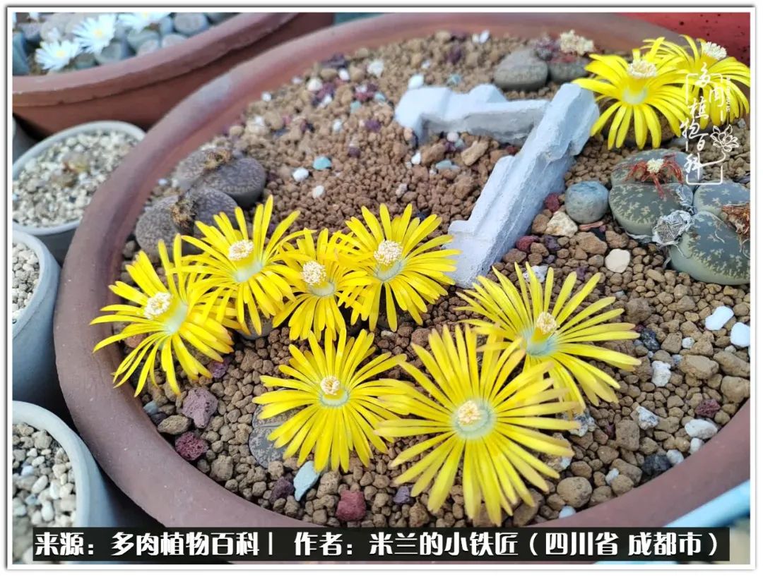 生石花好养吗怎么养护的,生石花的养殖方法和注意事项