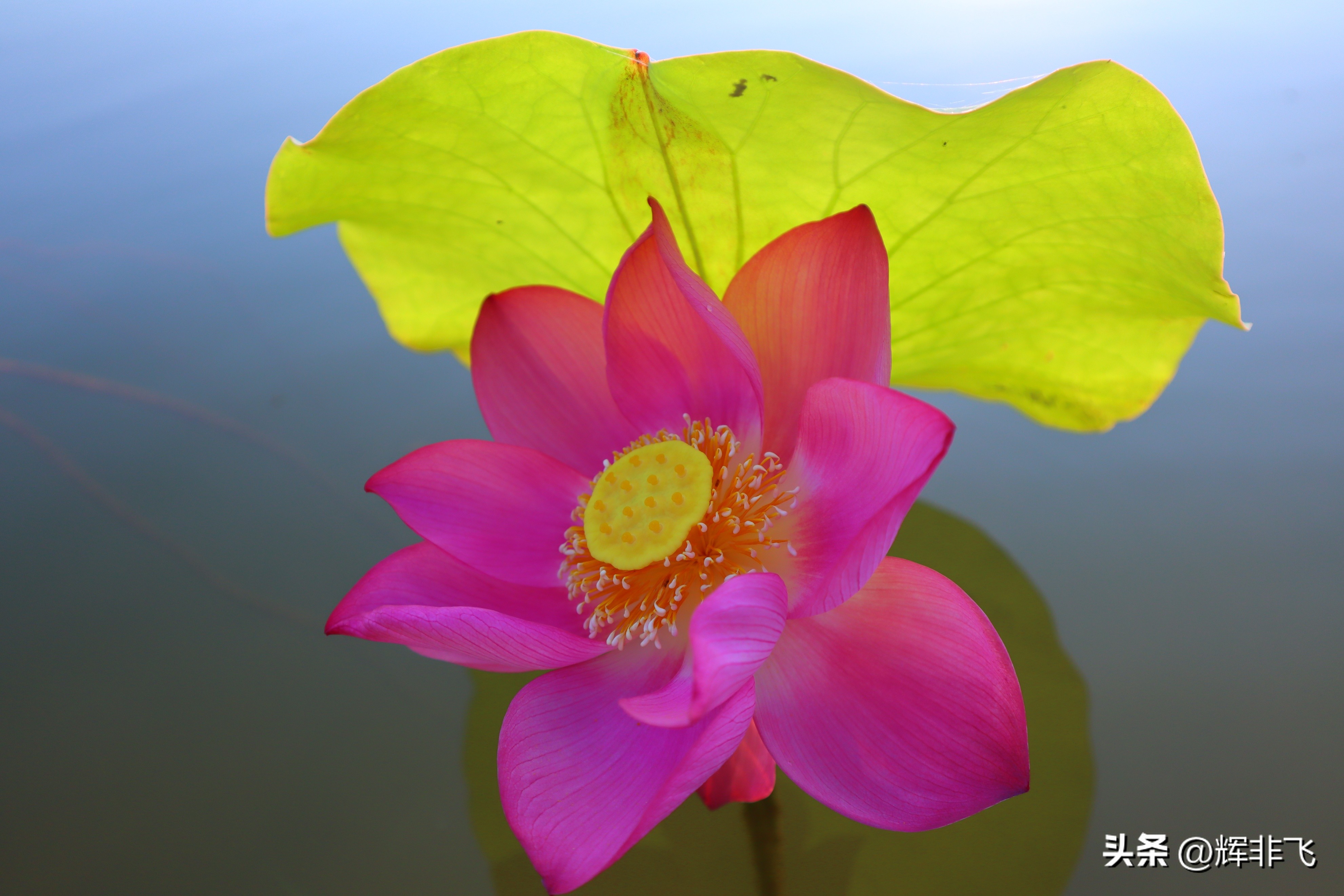 十首绝美的咏荷的词,写意最经典咏荷诗词