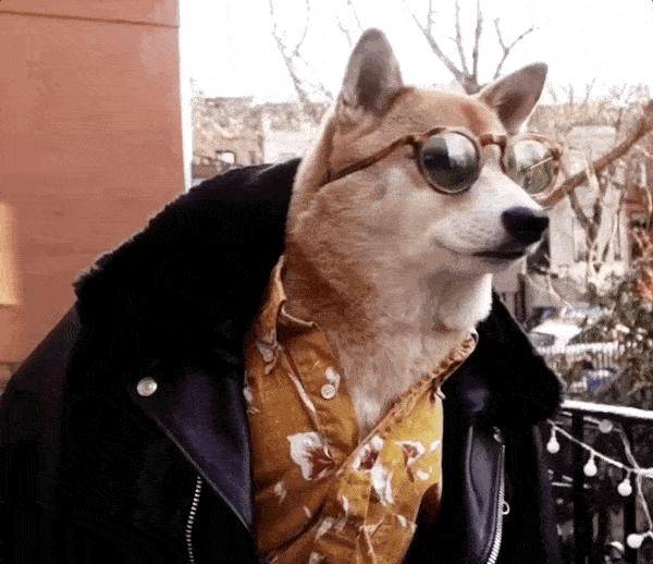 为什么老一辈人都说“精人养老狗”？这到底是什么意思？