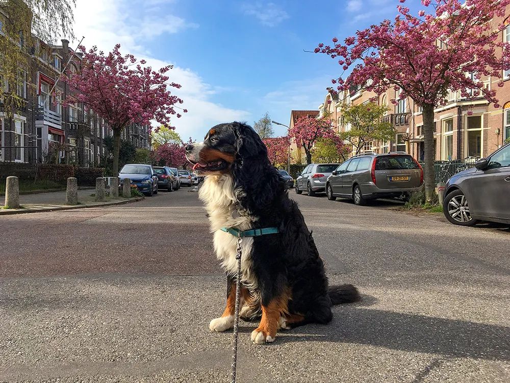 人与动物的相处故事100字,人与动物的温情故事