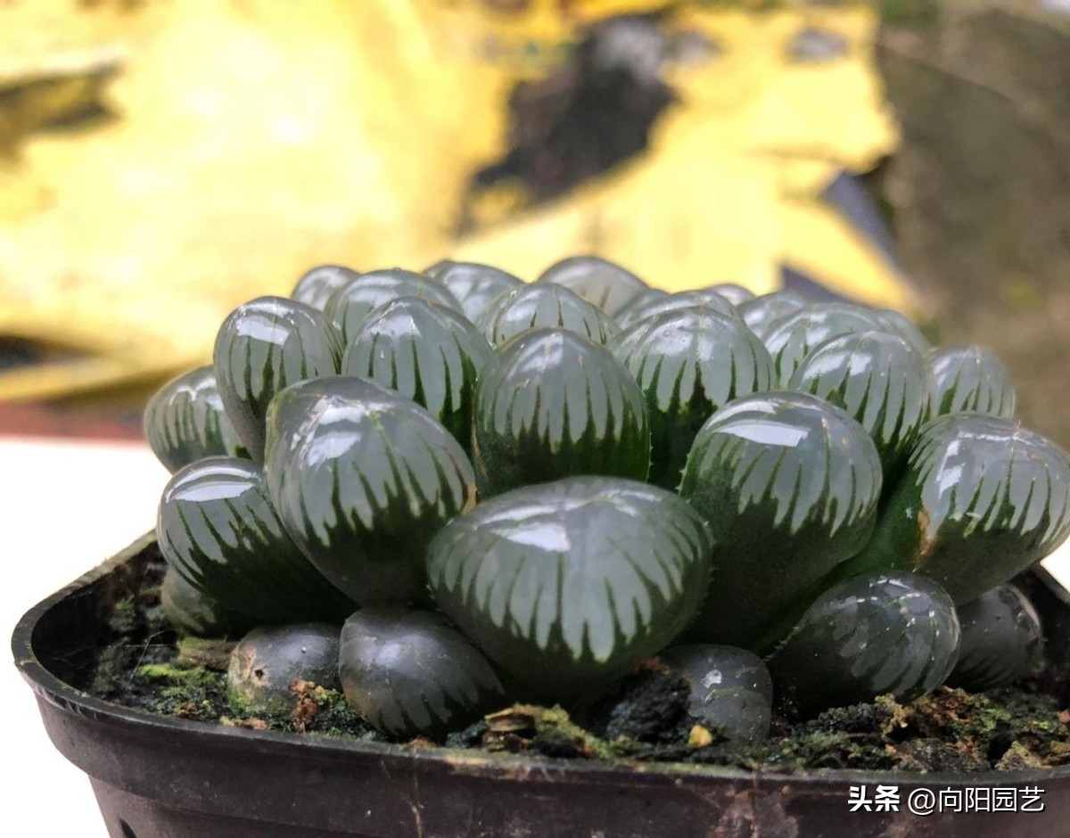 玉露晒黑,玉露不浇水也徒长怎么回事