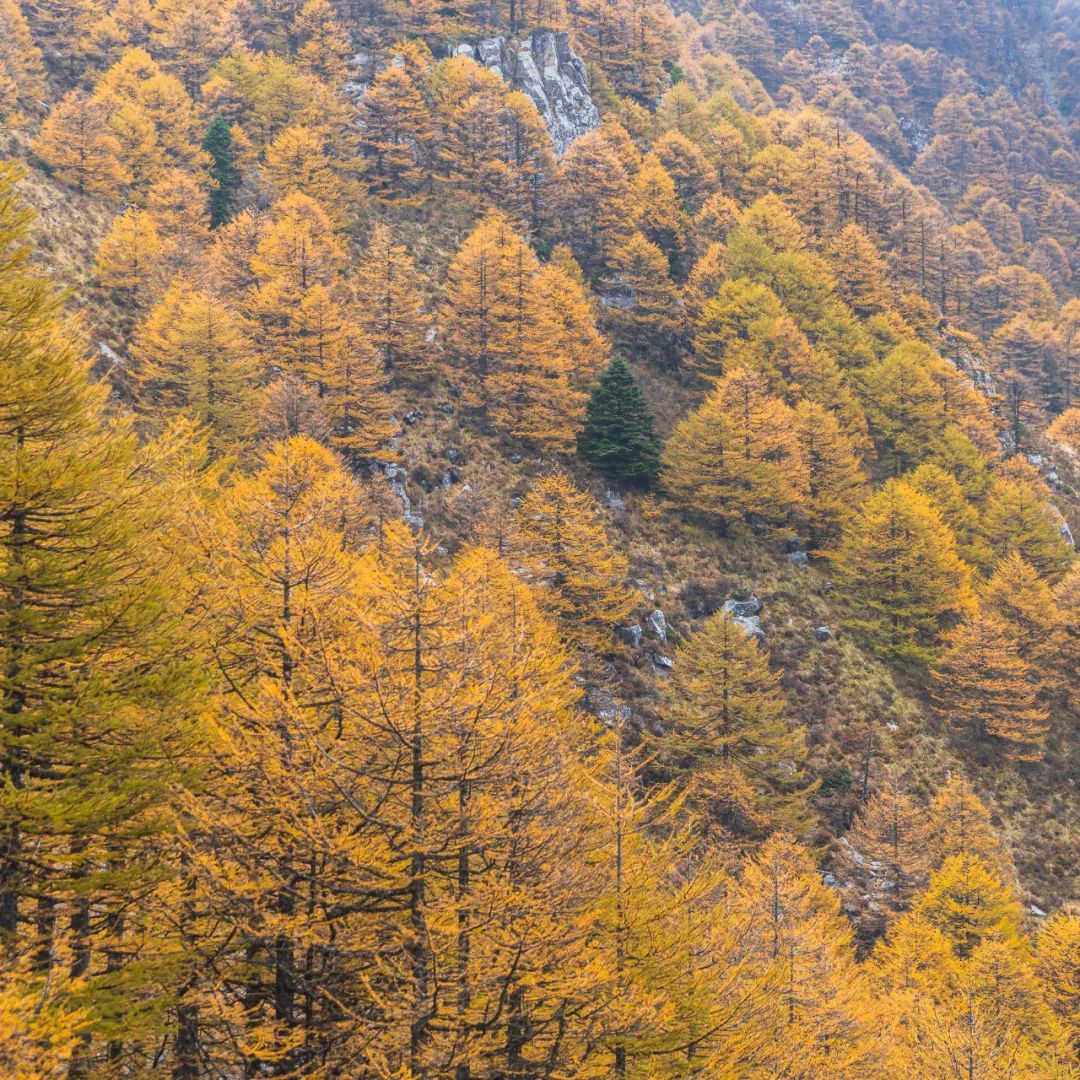 登太白山感受,太白山景区登顶拔仙台