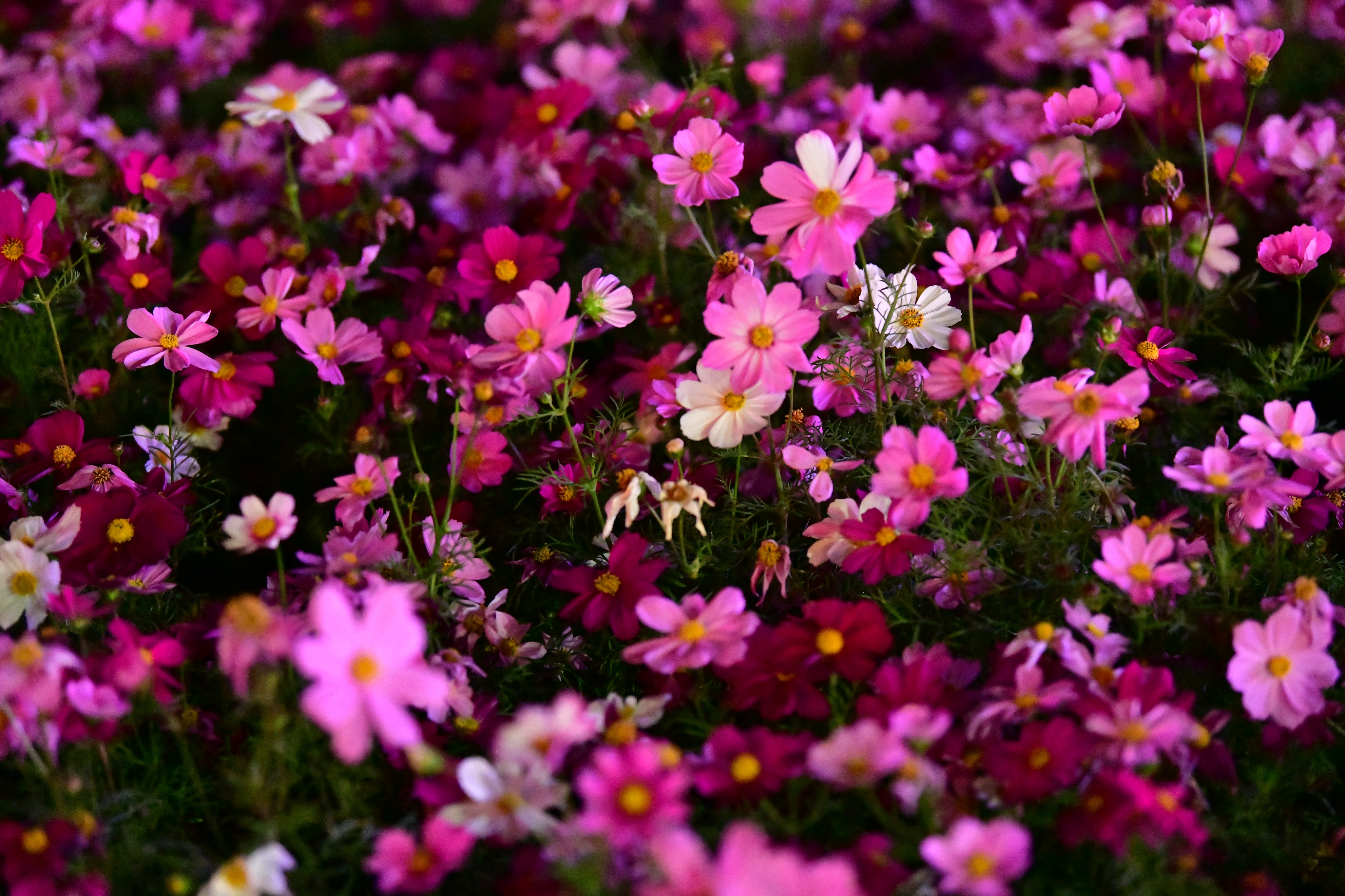 广州海心沙亚运公园视频,广州海心沙亚运公园游览图